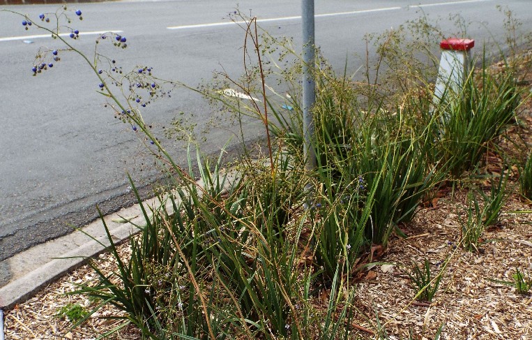 Fiori australiani 1